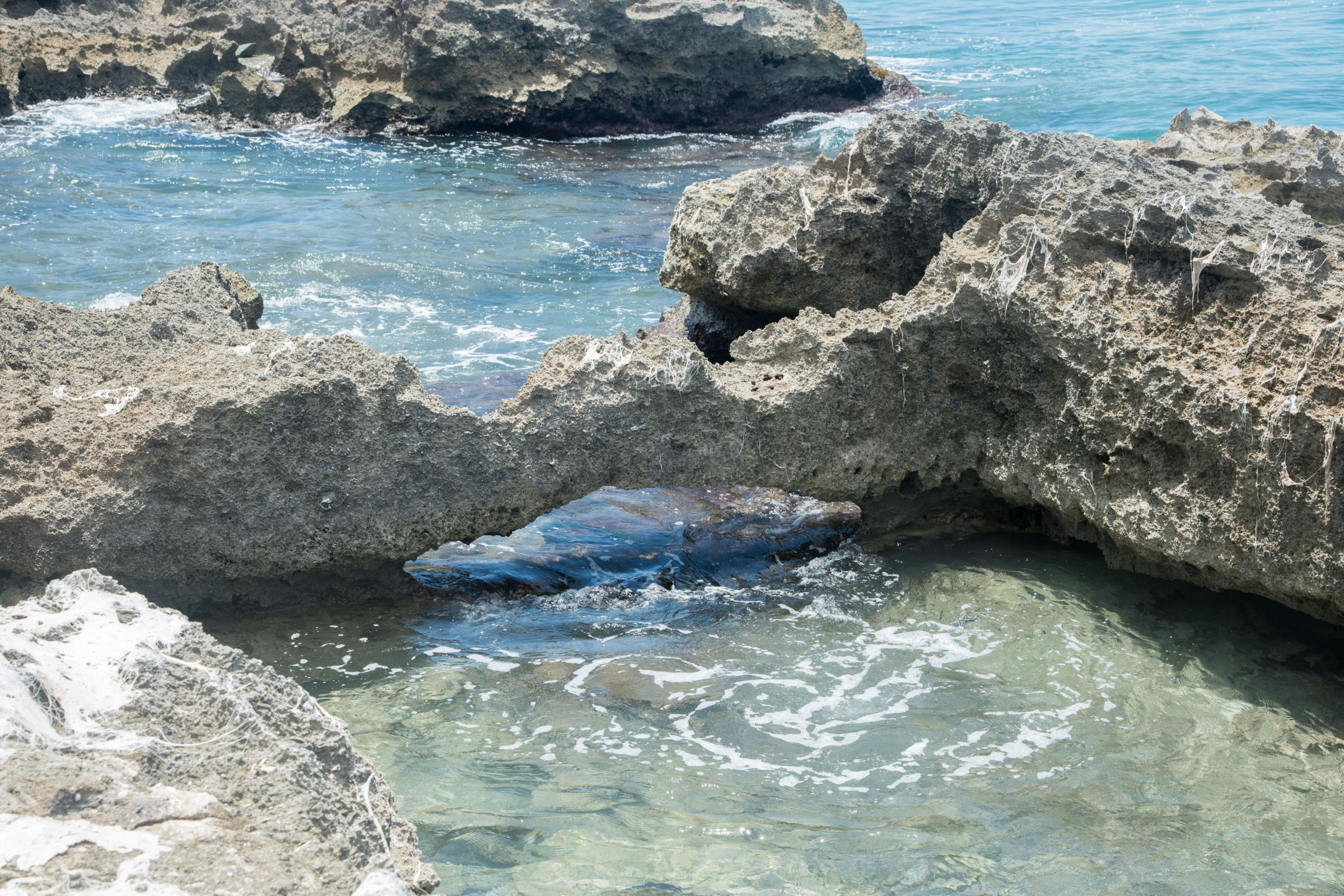 Annaly Bay Tide Pools – Unique and Exquisite