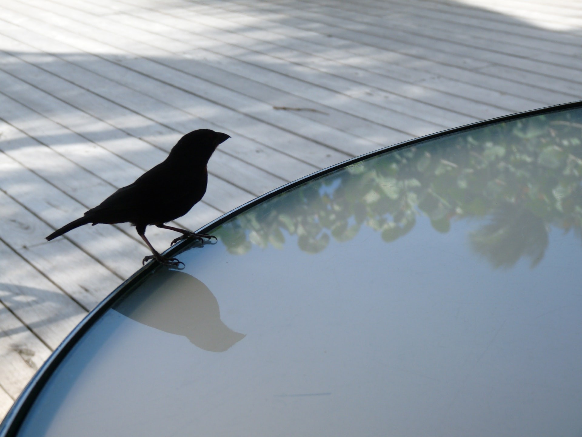 Bird-Watching 