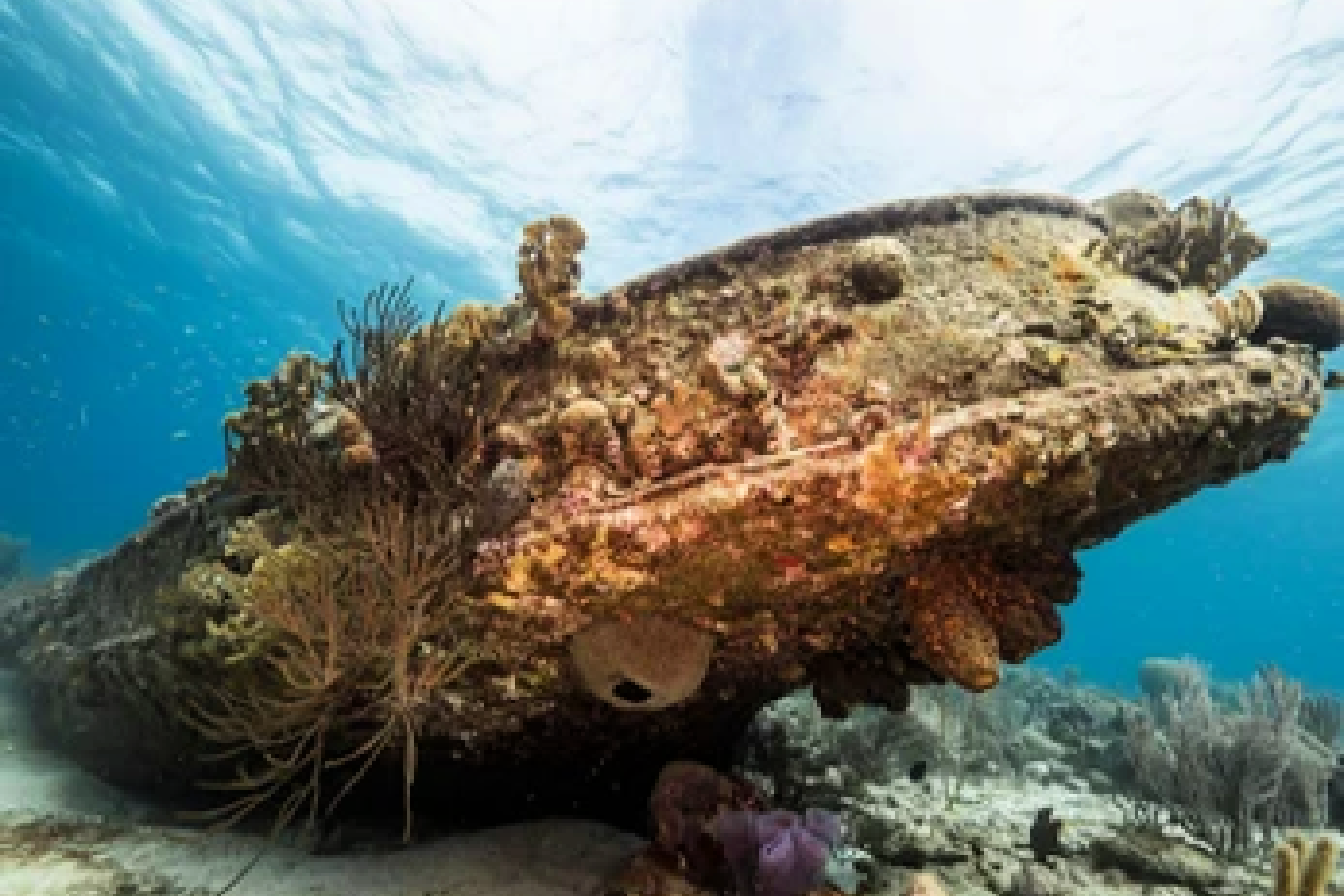 	Tugboat Dive Site