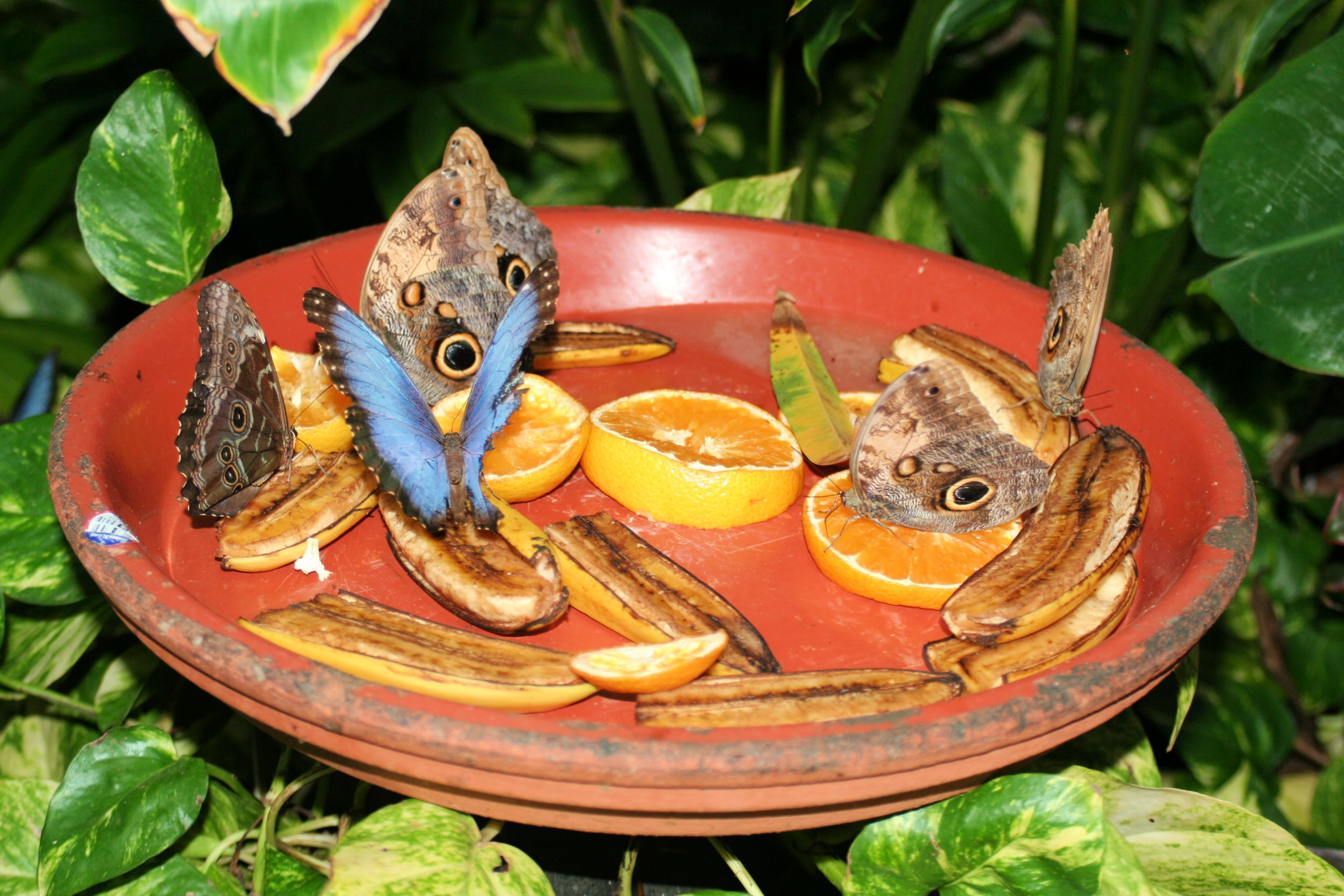 The Butterfly Farm