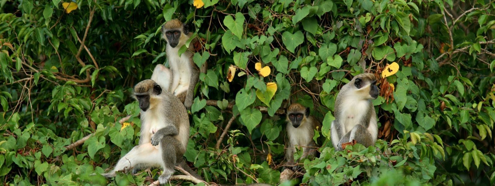 Monkeys